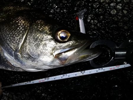 『バグる』でシーバス２匹！